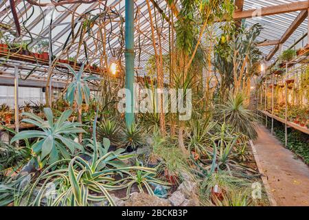 all'interno di una serra con un gran numero di diverse piante tropicali Foto Stock