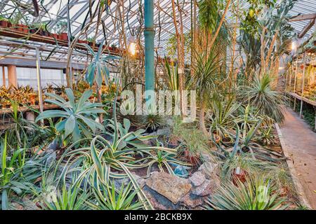 all'interno di una serra con un gran numero di diverse piante tropicali Foto Stock