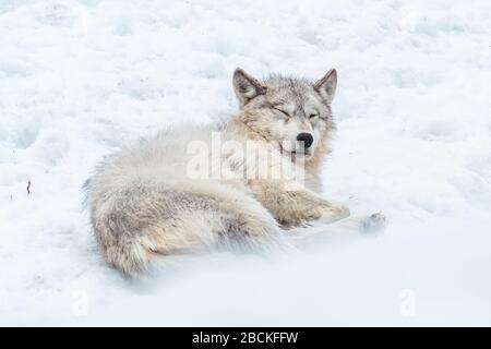 Lupo grigio disteso e rilassante nella neve con gli occhi chiusi. Foto Stock