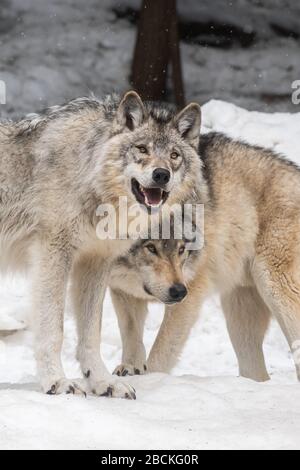 Due lupi grigi in una foresta innevata che guardano verso la macchina fotografica. Foto Stock