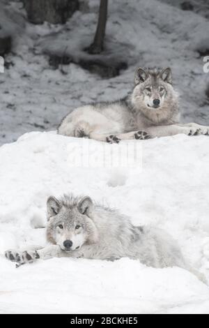 Due lupi grigi che si adagiano sulla neve guardando in direzioni opposte. Foresta innevata sullo sfondo. Foto Stock