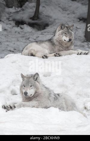 Due lupi grigi che si adagiano sulla neve guardando in direzioni opposte. Foresta innevata sullo sfondo. Foto Stock