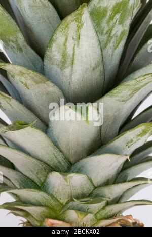 Foglie di ananas Foto Stock