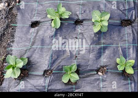 Pianta di fagiolo larga piantata attraverso tessuto di erbaccia. Foto Stock