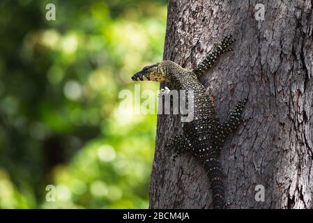 Albero Goanna arrampicata una gommosa in Queensland, Australia Foto Stock