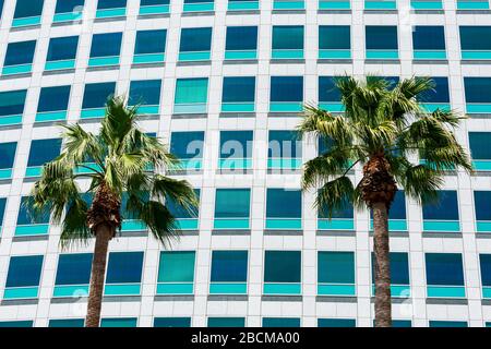 Due palme da ventaglio nel deserto di fronte all'esterno del moderno edificio degli uffici durante il giorno Foto Stock