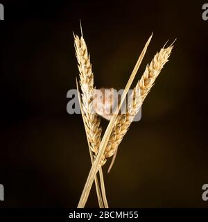 Harvest mouse (Micromys minutus) su un orecchio di grano in un ambiente studio, Dorset, Inghilterra, Gran Bretagna Foto Stock