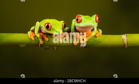 Due rana di albero rosso dell'Eyed (Caliridyas di Agalychnis) Centrale / Sudamericana seduta su un gambo di bambù Foto Stock