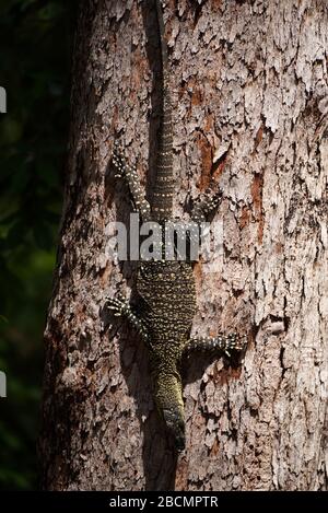 Albero Goanna arrampicata una gommosa in Queensland, Australia Foto Stock