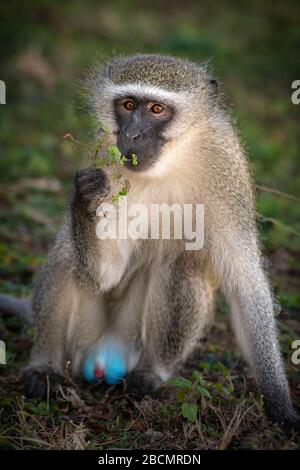 Scimmia Vervet maschio selvatica in Sud Africa Foto Stock