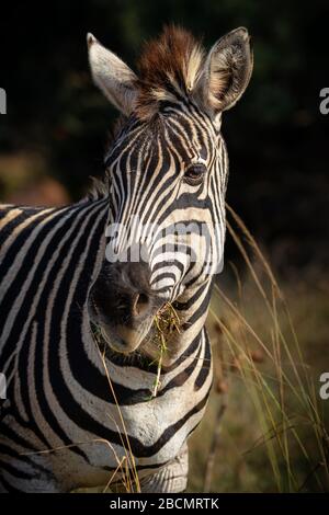 Zebre delle pianure selvagge in Sudafrica. Foto Stock