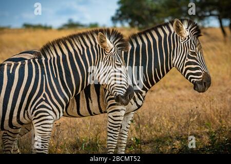 Zebre delle pianure selvagge in Sudafrica. Foto Stock