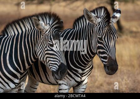 Zebre delle pianure selvagge in Sudafrica. Foto Stock