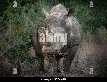 Rinoceronte bianco selvatico in Sud Africa Foto Stock