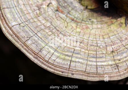Primo piano degli strati di crescita della staffa fungo Nanoderma applanatum, famiglia Ganodermataceae, classe Agaricomycetes, in crescita su un ceppo marcio in te Foto Stock