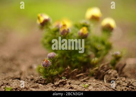 Fiori gialli adonis crescere nel giardino primaverile Foto Stock