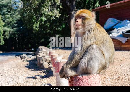 Barbery Macaque seduto su un palo nelle montagne del Medio Atlante del Marocco Foto Stock