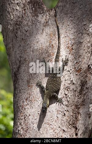 Albero Goanna arrampicata una gommosa in Queensland, Australia Foto Stock