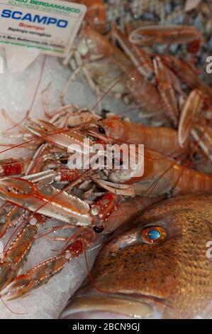 Langoustine e pesce al mercato del pesce, Ponte di Rialto, Venezia, Italia Foto Stock