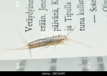 Pesciolino d'argento coda lunga (Ctenolepisma longicaudata) - Picture Insect