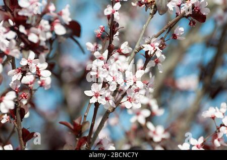 Susina mirobalana all'altezza della sua fioritura Foto Stock