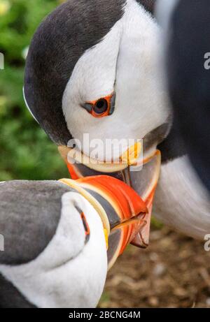Due pulcinelle di fatturazione, Skomer Island, Galles Foto Stock