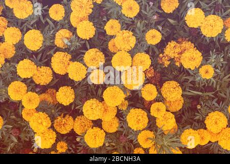 Fiori di Tagetes in fiore in un giardino. Sfondo natura. Foto Stock