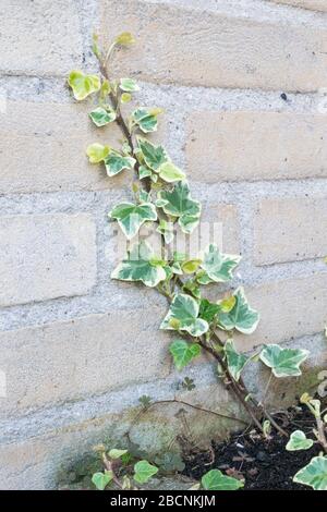 Ivy comune (Hedera Helix) che cresce contro un muro di mattoni in un giardino urbano Foto Stock