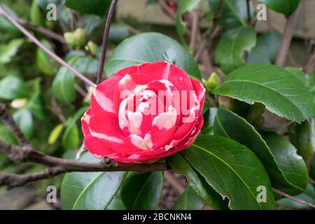 Camellia japonica a doppio fiore rosso-rosa con strisce bianche Foto Stock