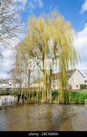 Willow piangente all'inizio della primavera, le foglie piccole stanno per germogliare. Albero è anche conosciuto come Salix pendula o Salix babylonica. Foto Stock