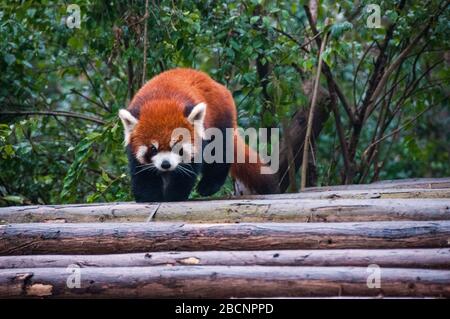 Un panda rosso che cammina presso la base di ricerca sulla produzione di panda gigante alla periferia di Chengdu nella provincia di Sichuan, Cina. Foto Stock