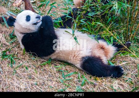 Un panda gigante munching su bamboo presso il panda gigante allevamento Base di ricerca, Chengdu nella provincia di Sichuan, in Cina Foto Stock