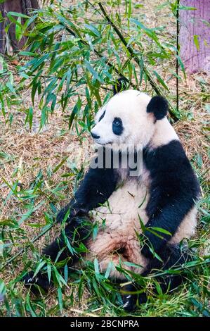 Un panda gigante munching su bamboo presso il panda gigante allevamento Base di ricerca, Chengdu nella provincia di Sichuan, in Cina Foto Stock