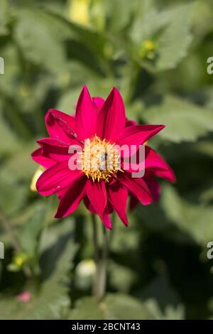 Girasole e ape bumble su sfondo naturale Foto Stock