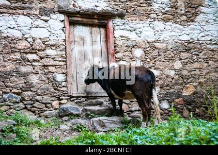 Mucca in attesa di essere lasciate in una porta. Jiaju Zangzhai uno della Cina il più bei villaggi, Danba County, nella provincia di Sichuan Foto Stock