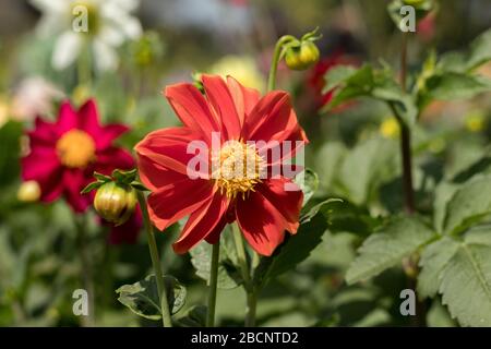 Girasole rosse in giardino nelle stagioni primaverili Foto Stock