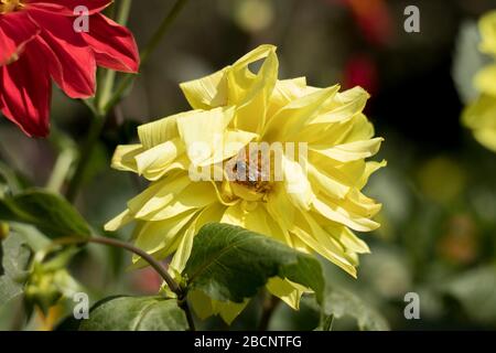 Girasole giallo e ape bombata su sfondo naturale Foto Stock