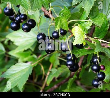 Ribes nero ramo con frutta. Ribes organico in un frutteto. Rami con frutta succosa. Primo piano del currante maturo sul ramo nel giardino. Foto Stock