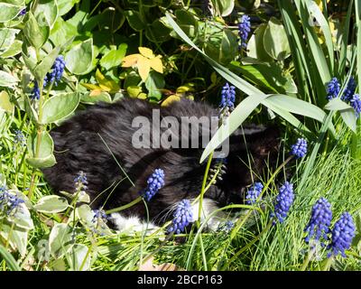 Gatto bianco e nero arricciato, addormentato in un letto di uva giacinti. Foto Stock