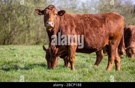 Il pascolo di bestiame nel campo Foto Stock