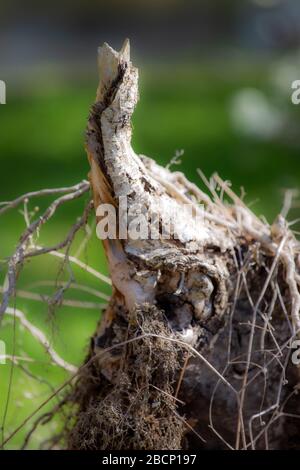 Un vecchio ceppo sembra un elefante Foto Stock