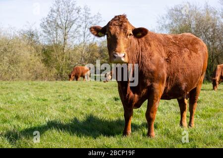 Il pascolo di bestiame nel campo Foto Stock
