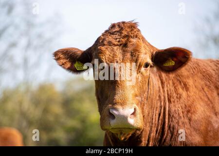 Il pascolo di bestiame nel campo Foto Stock