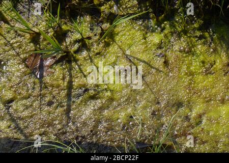 alghe in acqua stagnante marea al sole primaverile, tappeto di alghe verdi Foto Stock
