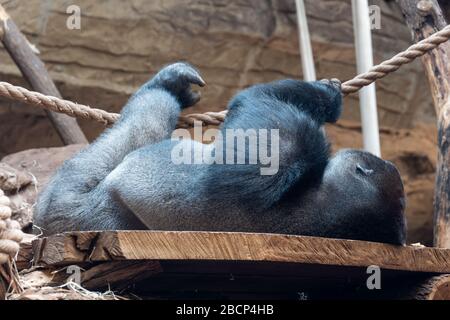 Gorilla di pianura occidentale (Gorilla gorilla gorilla) che riposa sullo scaffale nel giardino zoologico dello Zoo di Varsavia a Varsavia, Polonia Foto Stock