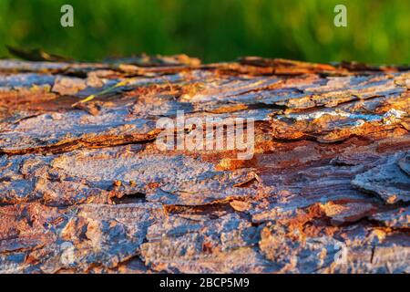 Primo piano macro shot di corteccia di albero di conifere in luce solare calda e luminosa in prima mattina. Erba verde su sfondo sfocato. Formato orizzontale, spazio di copia Foto Stock