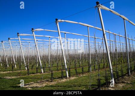 Vista sulla serra aperta per la crescita di giovani meli su piantagione di frutta con rete di protezione sui pali contro il cielo blu in primavera - Viersen (Kempen) Foto Stock