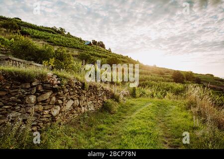 Bellissimo tramonto sui vigneti, paesaggio all'alba Foto Stock