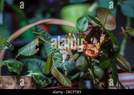 Singola suadulta femmina dell'insetto spinoso della foglia, nome latino Extatosma tiaratum Foto Stock