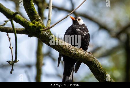 Preston, Lancashire, Regno Unito. 5th Apr, 2020. Un uccello nero con attraenti piume bianche che lo rendono distinguersi dalla folla in un giardino, Preston, Lancashire. Il blackbird maschio ha il leucismo, una condizione genetica che porta ad una perdita parziale della pigmentazione. Credit: John Eveson/Alamy Live News Foto Stock